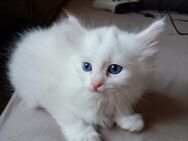 Biete weißes Maine Coon Kitten an - Gladbeck