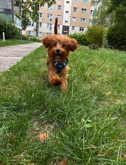 Cavapoo Hündin sucht ein neues Zuhause - Leipzig Nordost