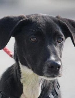 Dringend: Chester ist viel zu dünn... - Karben