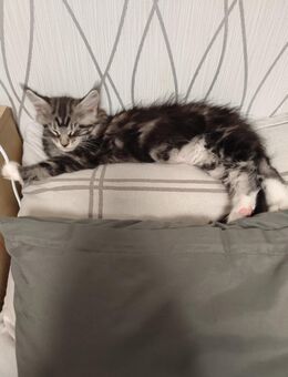 Reinrassige Main-Coon Baby Katzen - Wetzlar