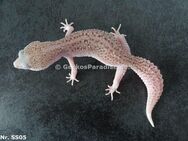 Adulte zuchtreife sichere Weibchen Leopardgecko - Berlin