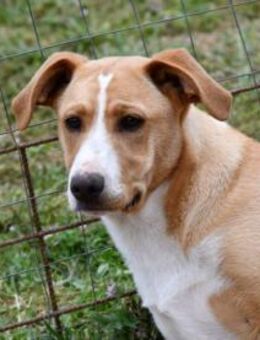 Pippo sucht genau Sie! - Neuss