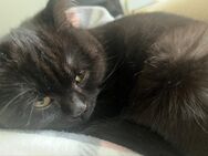 Katze zu verkaufen - Dortmund Eving
