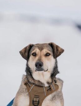 Freundlicher und sportlicher Arman - Süderholz