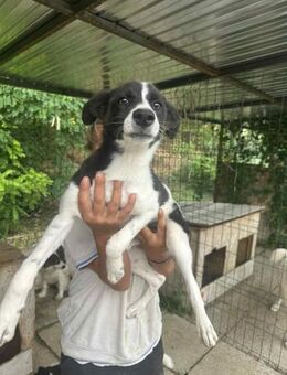 Polly; aus Kanal gerettet - Geilenkirchen