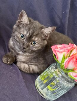 Katze Kitten - Gladbeck