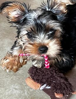 Yorkshire Terrier - Rotenburg (Fulda)