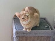 Hübscher Ginger - Margetshöchheim
