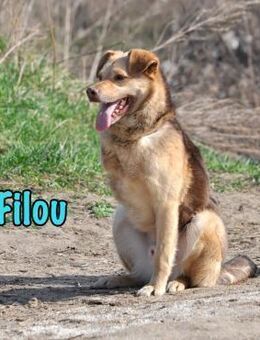 Filou- ein absoluter Goldschatz! 04/22 - Ruppertsecken