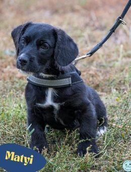 Matyi SI, süßer kleiner Drops - Rheine
