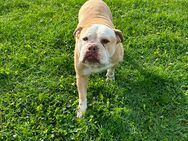 Hündin ‚Kira‘ sucht ein zu Hause (New English bulldog) - Stemshorn