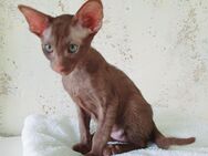 OKH - Orientalisch Kurzhaar - Katzenbaby Kitten Kätzchen - 1 Junge, Fellfarbe: cinnamon - Syke