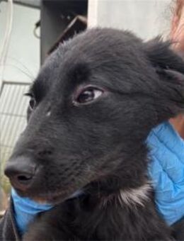 Tamira - Pflegestelle oder Zuhause gesuc - Oberwies