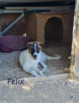 Felix verträglich und freundlich 2/22 GR - Ruppertsecken