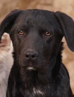 Johannes, geb. ca. 07/2023, lebt in GR - Markdorf