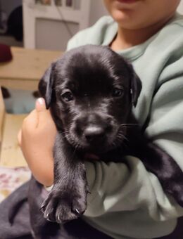 Labrador Welpe (reinrassig) ab 12.10.2025 abzugeben - Paderborn