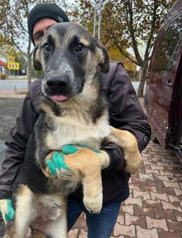 Lord treuer Mix sucht Familie - Schlitz