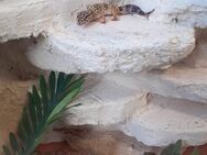 Zwei Leoparden Geckos mit Terrarium und Zubehör - Erbach (Hessen)