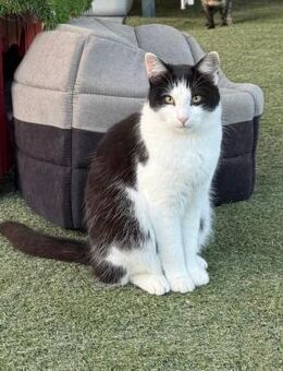 Wunderbare Katze Moon 1,5 J. Jung - Stelle