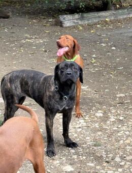 Ich heiße Stella .... - Frankfurt (Main)