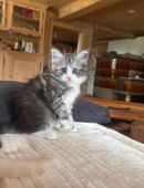 sibirische waldkatzen und neva masquarade kitten in 3550