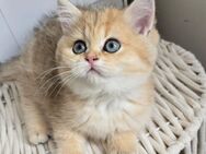 BKH KATZE MİT STAMMBAUM - Bischofsheim