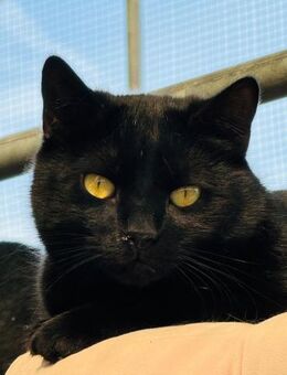 🐱❤️ Schwarze Schönheit Lucille ❤️🐱 - Eislingen (Fils)