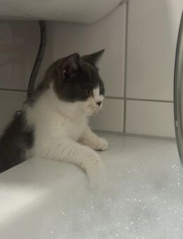 Britisch Kurzhaar Kater reinrassig - Dortmund