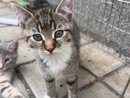 Britisch kurzhaar Ekh Katze mix kitten - Starkenberg