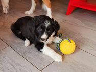 Süße Border Collie Welpen - Löbau