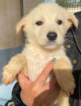 Lavina wartet im städtischen Canile - Bad Vilbel