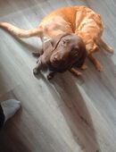 labrador Retriever Welpe in 67459