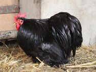 Hahn Elvis und seine 2 Damen suchen eine neue Bleibe … - Templin
