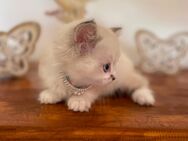 Zuckersüße Kätzchen Kitten in vielen Farben Abgabebereit - Zossen