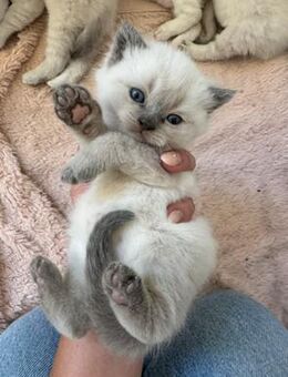 BKH Kitten in traumhaften Farben Blue Point und lilac point mit blauen Augen - Eschweiler