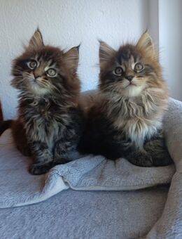 Maine Coon Kätzchen suchen ein liebevolles Zuhause - Aldingen