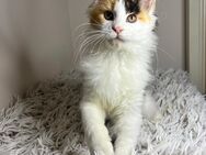 Maine Coon Kitten - Schönau (Baden-Württemberg)