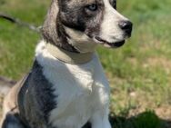 Soey sucht aktive Familie - Bissingen