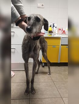 Princesa, weiblich, Windhund, geb. 15.12.2023 - Bad Oeynhausen