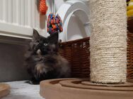 Unsere hübschen Maine Coon suchen ein liebevolles zu Hause. - Marktleugast