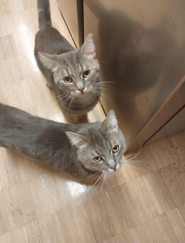 Zwei junge Kater - Stuttgart