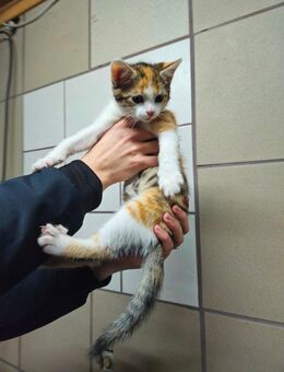 Glücks kitten 3 monate - Wolfsburg