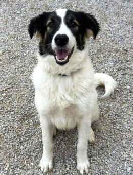 Unkomplizierte Brave sucht ihr Zuhause - Bergkirchen