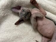 Schöne Sphynx Kitten - Köln