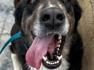 Sombra - für einen Wachhund viel zu lieb - Laatzen