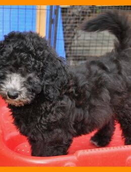 Anna * Aussiedoodle-Welpe * F1b * abgabebereit - Greifenstein