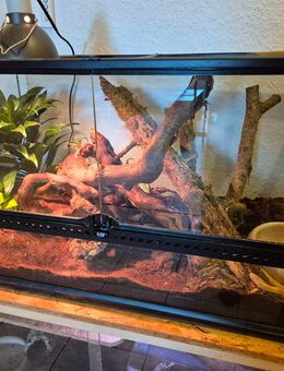 Terrarium von Exo Terra + 2 Kornnattern - Asendorf (Landkreis Diepholz)