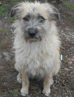 Kelly-Seniorin sucht Altersruhesitz - Weilheim (Oberbayern)
