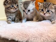Süße BKH Kitten - Ronnenberg