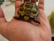 Schildkrötenbaby- Vierzehenschildkröte - Hückelhoven